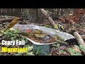 Birdbath Diaries: 2023 Fall Migration Spectacle!