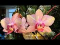 Топ -3  Орхидей ! Легато , Шанелла ,Амадоро ( Phal Legato , Chanella, Amadoro )