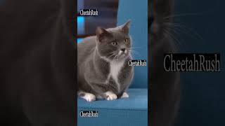 😂  Cat’s Reaction    #catmemes      #relatable   #cat    #memes    #cats
