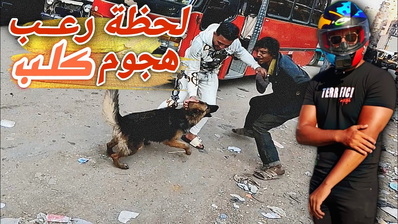 حوادث عض الكلاب | خطر يهدد المجتمع | مشاكل اثناء الشغل النقل الذكي و الطلبات #اكسبلور #ترند #لايك