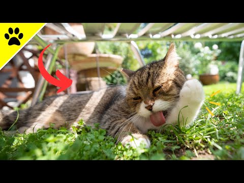 Video: Jūsų katė: savininko vadovas: šimtai paslapčių, netikėtumų ir sprendimų laimingam, sveikam katinui kelti - 1 skyrius