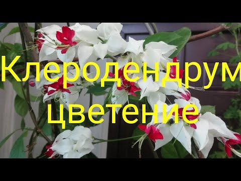 Клеродендрум - цветение