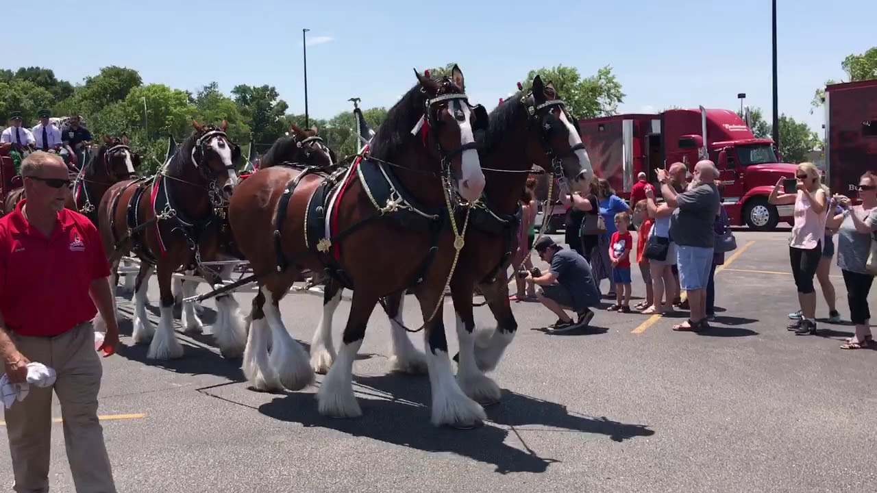 Budweiser Clydesdales YouTube