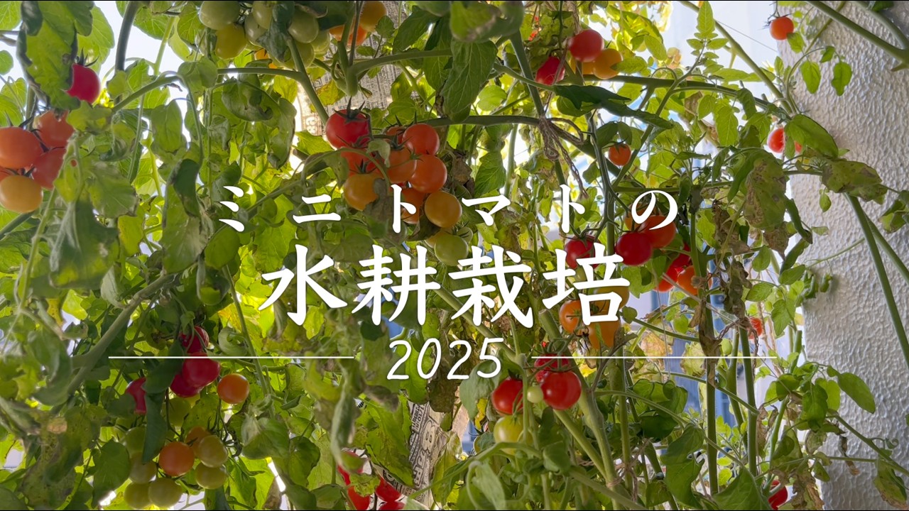ミニトマトの水耕栽培記録 2025年 Hydroponic Tomato - YouTube