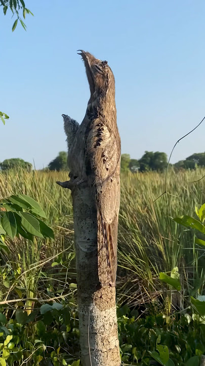 Potoo bird #animal #cute