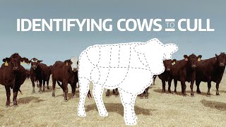 Identifying Cows To Cull