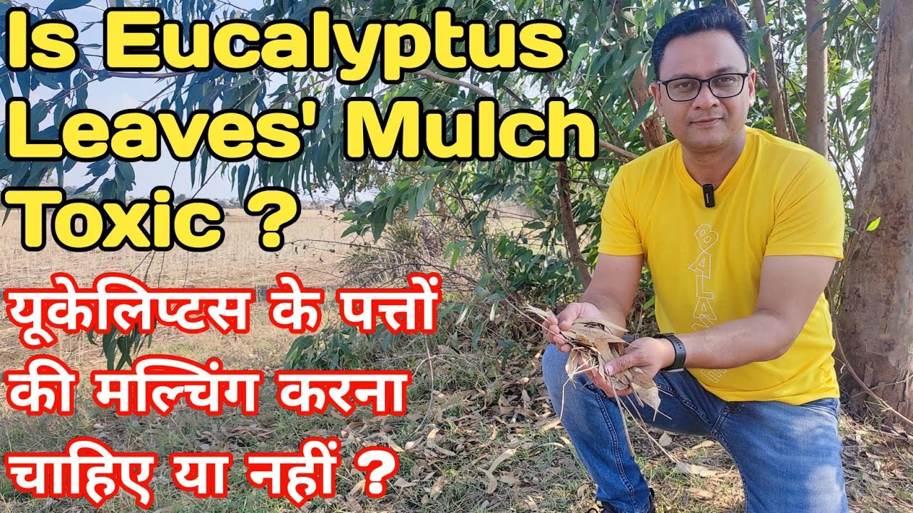 Is Eucalyptus leaves' mulch toxic? यूकेलिप्टस के पत्तों की मल्चिंग करना चाहिए या नहीं ? YouTube