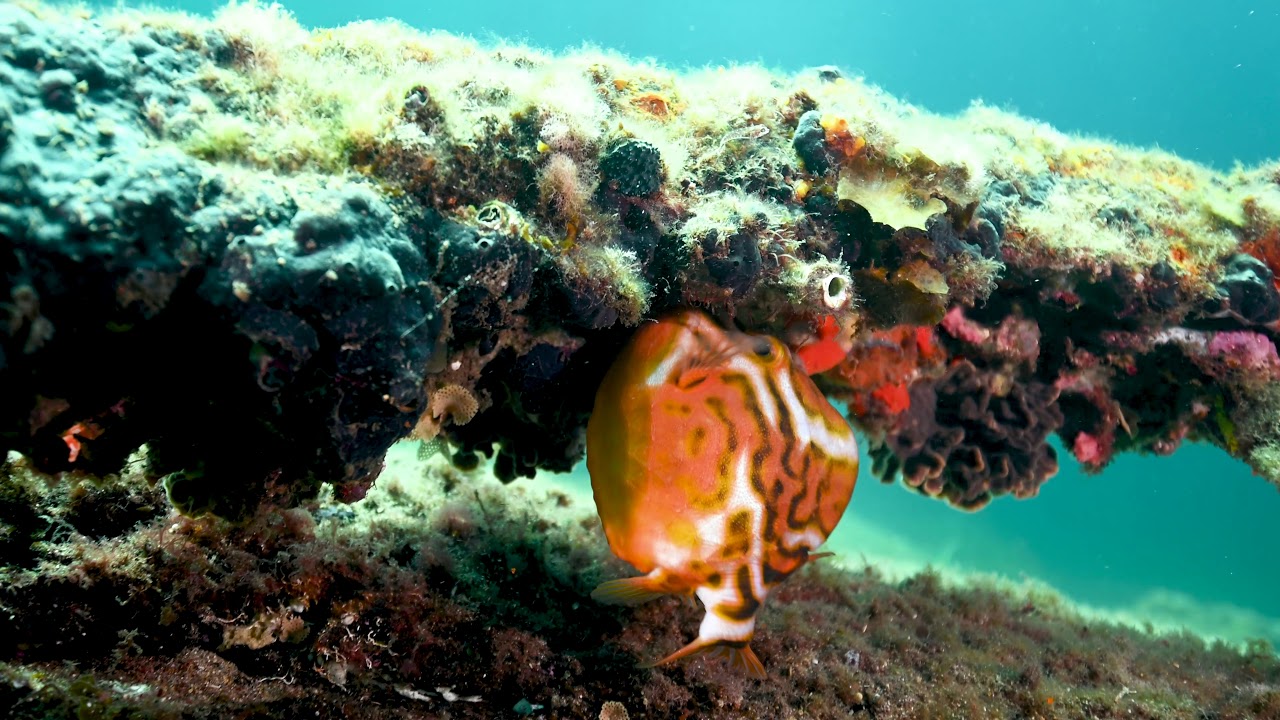 Busselton Jetty 20-02-21