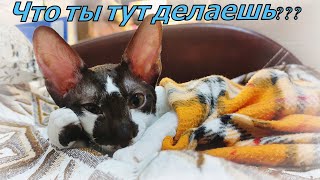 Что ты тут делаешь? Корниш-рекс | Лексикошка