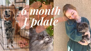 What They Don't Tell You About Getting A Puppy & 6 Month Update! by Bailey Corin 6,780 views 4 years ago 15 minutes