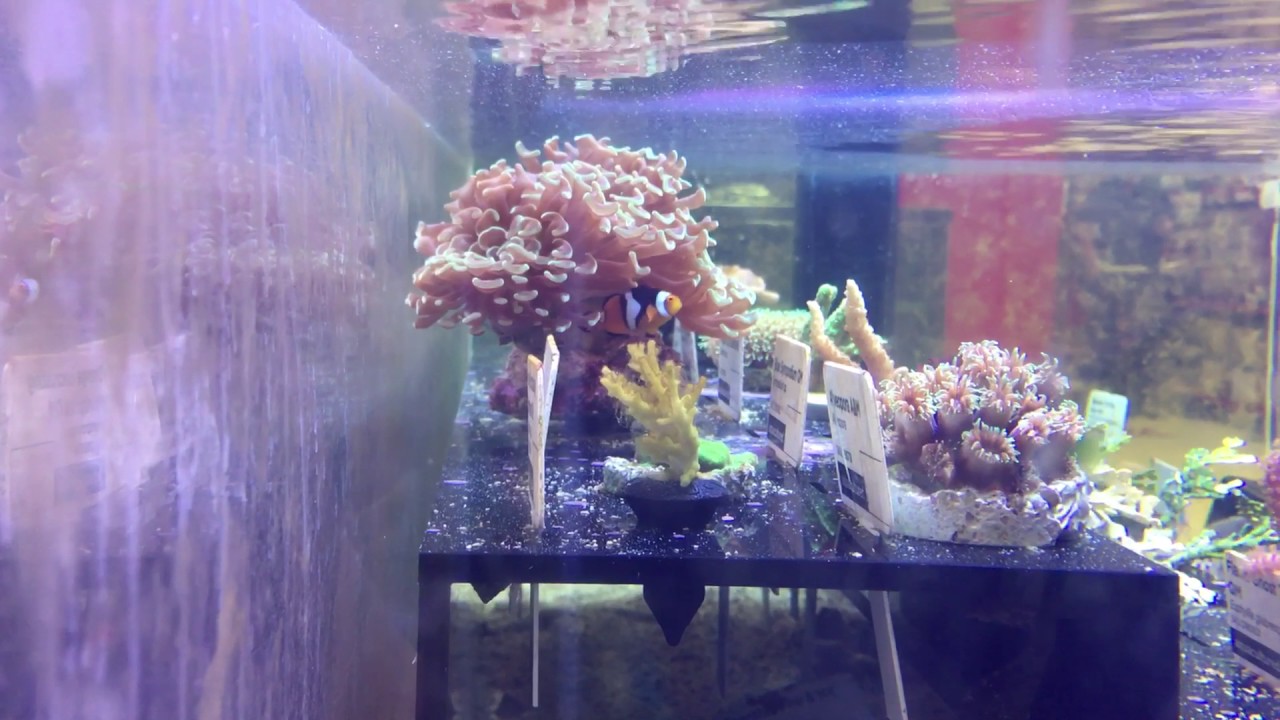 clownfish petco
