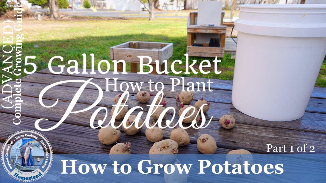 Build A 5-Gallon-Bucket Garden To Grow Tons Of Fresh Veggies - Hobby Farms