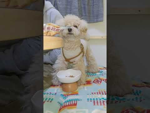 ご飯のトッピングを要求するまろんが可愛すぎる