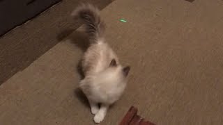 NANI! ネコ Doriftu!