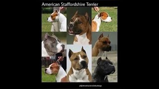 THE MASTER OF ALL BULLDOGS SAID AMERICAN STAFFORDSHIRE TERRIERS ISN’T A PIT BULLS.