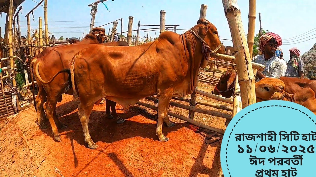 রাজশাহী সিটি হাট ১১/০৬/২০২৫ ঈদ পরবর্তী প্রথম হাটে গরুর দরদাম কেমন?