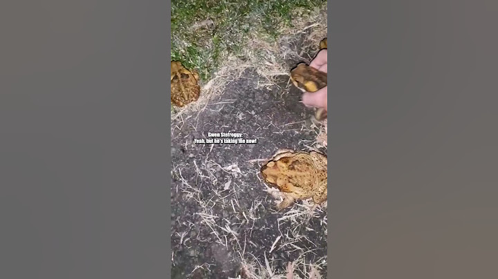 the payoff at the end is ribbit-ing 🐸 🎥: stackingtoads (🕰️) #shorts
