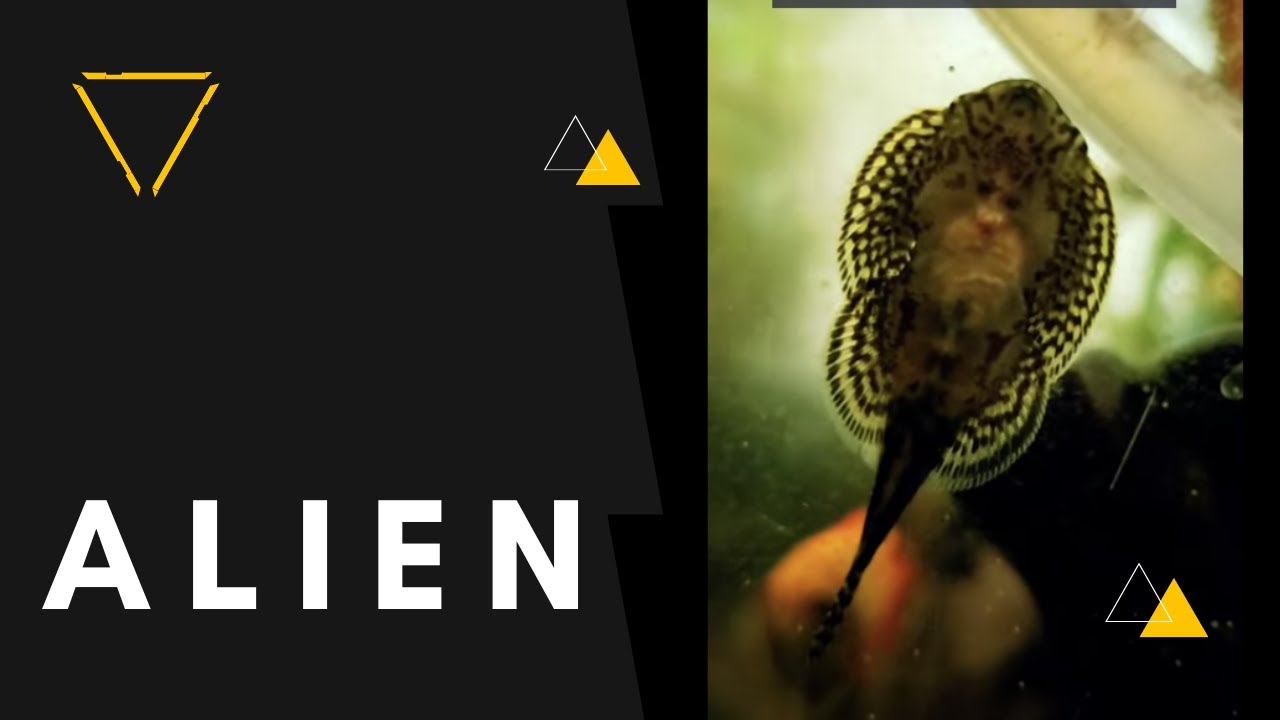 ALIEN FACE SUCKER FISH (Raticulated Hillstream Loach) - YouTube