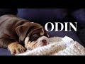 MEET ODIN | Weekly Vlog