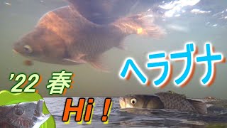 ヘラブナ 春の川釣り本格始動 大堀川でヘラブナ釣り Gengoro Crucian 魚釣り系you Tuberまとめサイト Fishing ヘラブナ 春の川釣り本格始動 大堀川でヘラブナ釣り Gengoro Crucian 魚釣り系you Tuberまとめサイト Fishing