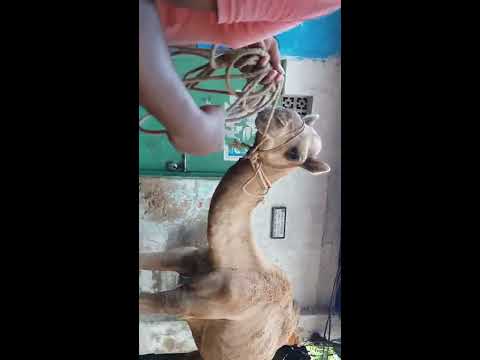 Kurbani