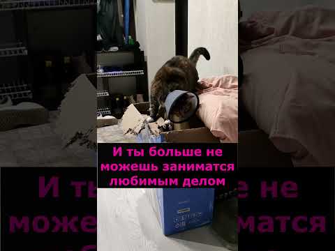 Кот больше не может грызть коробочки #cat #shortvideo #юмор #котики