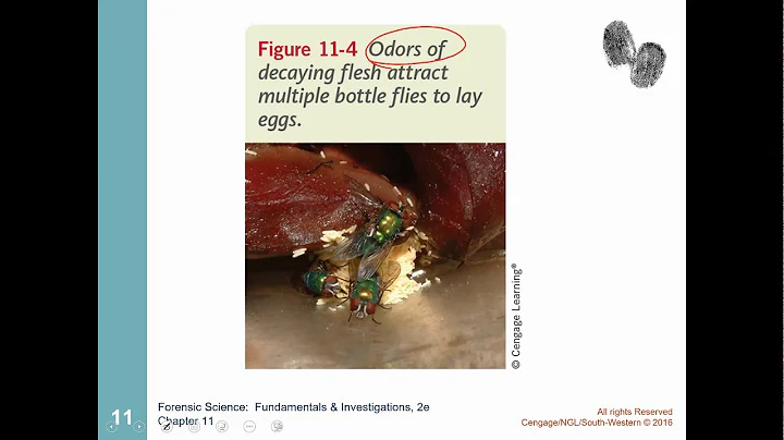 Entomology Ch 11 Bugs Notes Explained