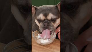 Ice Cream For Dogs? I Tried It