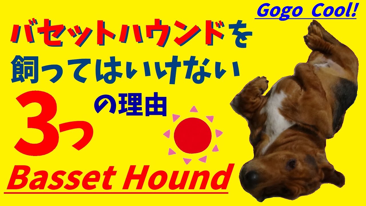 バセットハウンドを飼ってはいけない３つの理由(131)