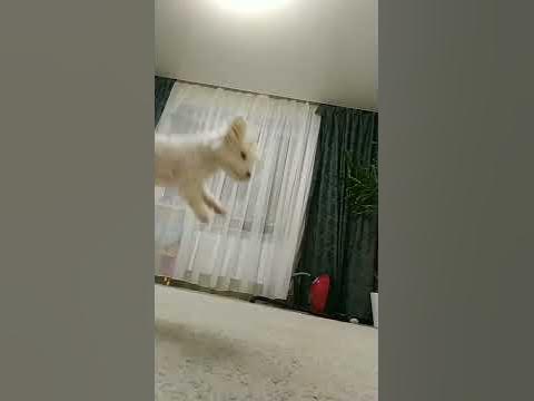 летающая собака 🐩😆 - YouTube