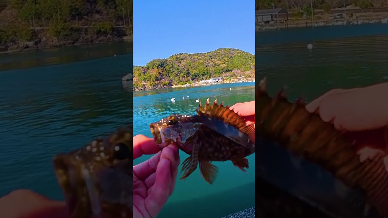 アジングよりエギングのほうが簡単だよね・・？ #エギング #釣り#fishing