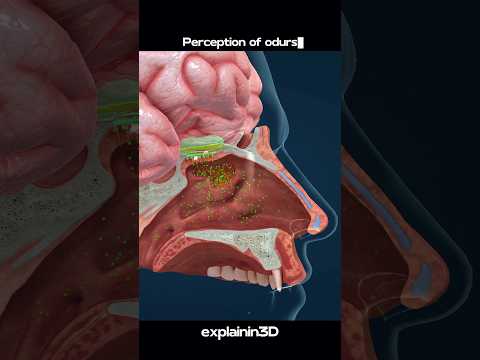 Nose The Mechanism Of Smelling Shorts Nose Smelling