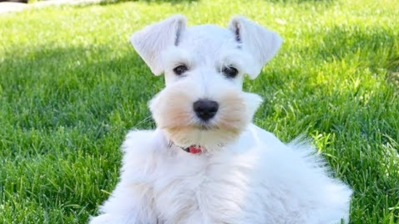 White Miniature Schnauzer Puppy is ADORABLE! Rudy in