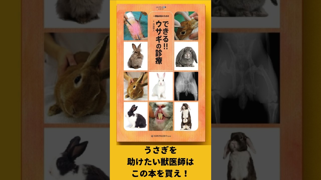 Rabbit Treatment Book