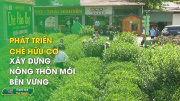 Phát triển chè hữu cơ – Xây dựng nông thôn mới bền vững | Thái Nguyên TV