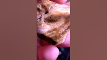 The BEST Kind of CHERT #chert #chalcedony #fossil #rocks #rockhounding