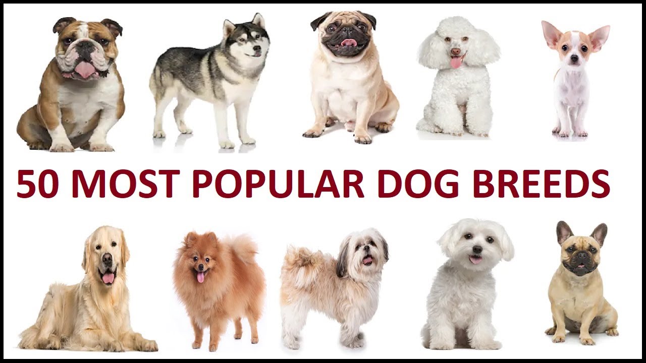 what is the most popular dog name