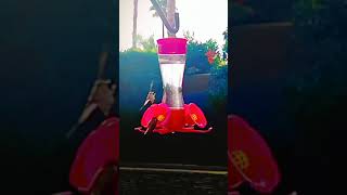 Beautiful Birds OF The World | दुनिया के खूबसूरत पक्षी | Nature Birds |🐦4k Videos | Shorts |