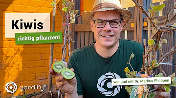 Wie pflanzt man Kiwi richtig?