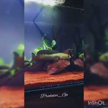 story wa Channa setewarti karb