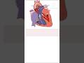#heart #chambers of hear #biology