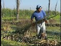 Construccion de una chinampa: cultura del agua que se preserva