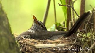 Beautiful Nature 1080p Clip 001