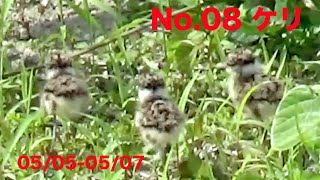 No.08 ケリ 野鳥 3羽の雛 2022 5/5-5/7