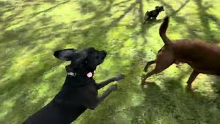 Harper, Rook, Radio, Gunther, Ruby by Julie's K9 Academy 75 views 5 days ago 2 minutes, 32 seconds