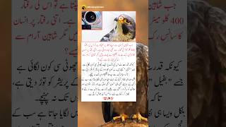 Natural Aerodynamic System in Falcons | Flying System of Birds #aviationsecrets #nature