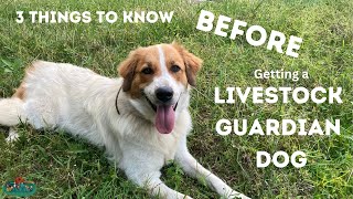 Watch this BEFORE Getting a Karakachan Livestock Guardian Dog