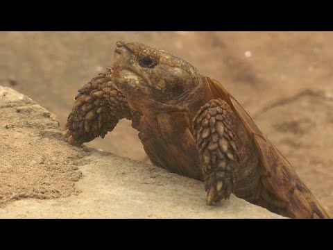 Vidéo: La tortue sillonnée d'Afrique est-elle en voie de disparition ?