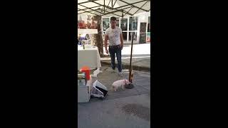 Jump Piggy