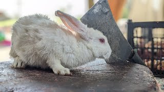 Amazing Rabbit Cutting Skills || Master Of Rabbit Cutting|| Rabbit Cutting